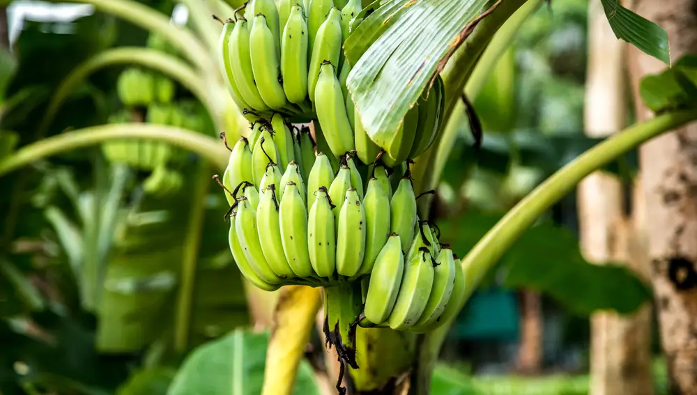 Cinco alimentos con más potasio que el plátano que deberías incluir en tu dieta