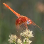 Libélula Trithemis kirbyi en Ciudad Universitaria (Madrid)