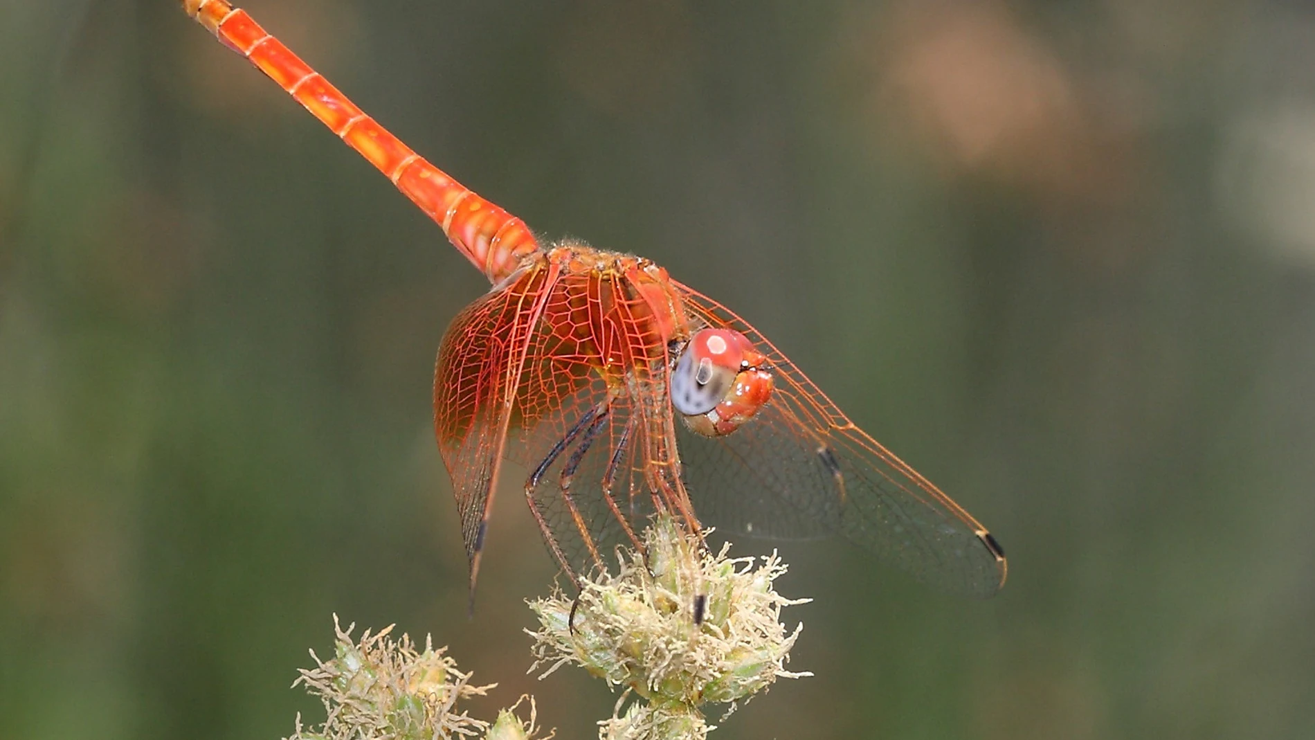 Libélula Trithemis kirbyi en Ciudad Universitaria (Madrid)