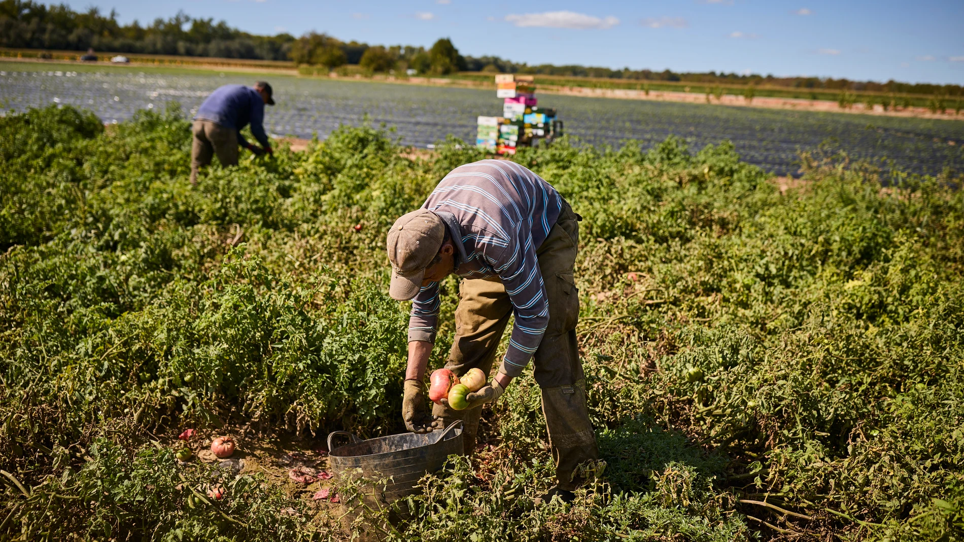 Reportaje de la frutería “La Huerta de Aranjuez”. Agricultores desde hace más de 40 años tienen el privilegio de tener la finca en la misma Vega de Aranjuez. Van cosechando de acuerdo a la temporada. A lo largo del año se puede encontrar en su huerta productos que van desde patatas, tomates; pasando por una gran variedad de verduras durante el invierno, como lombarda, coliflor, coles de Bruselas, pimientos, calabaza, brócoli, calabacines de diferentes variedades, mini zanahorias, hinojos y m...