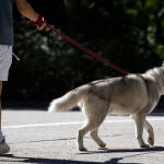 Gente paseando al perro por el parque de El Retiro. © Jesús G. Feria.