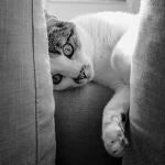 Esto es lo que tienes que hacer si quieres que tu gato deje de arañar los muebles