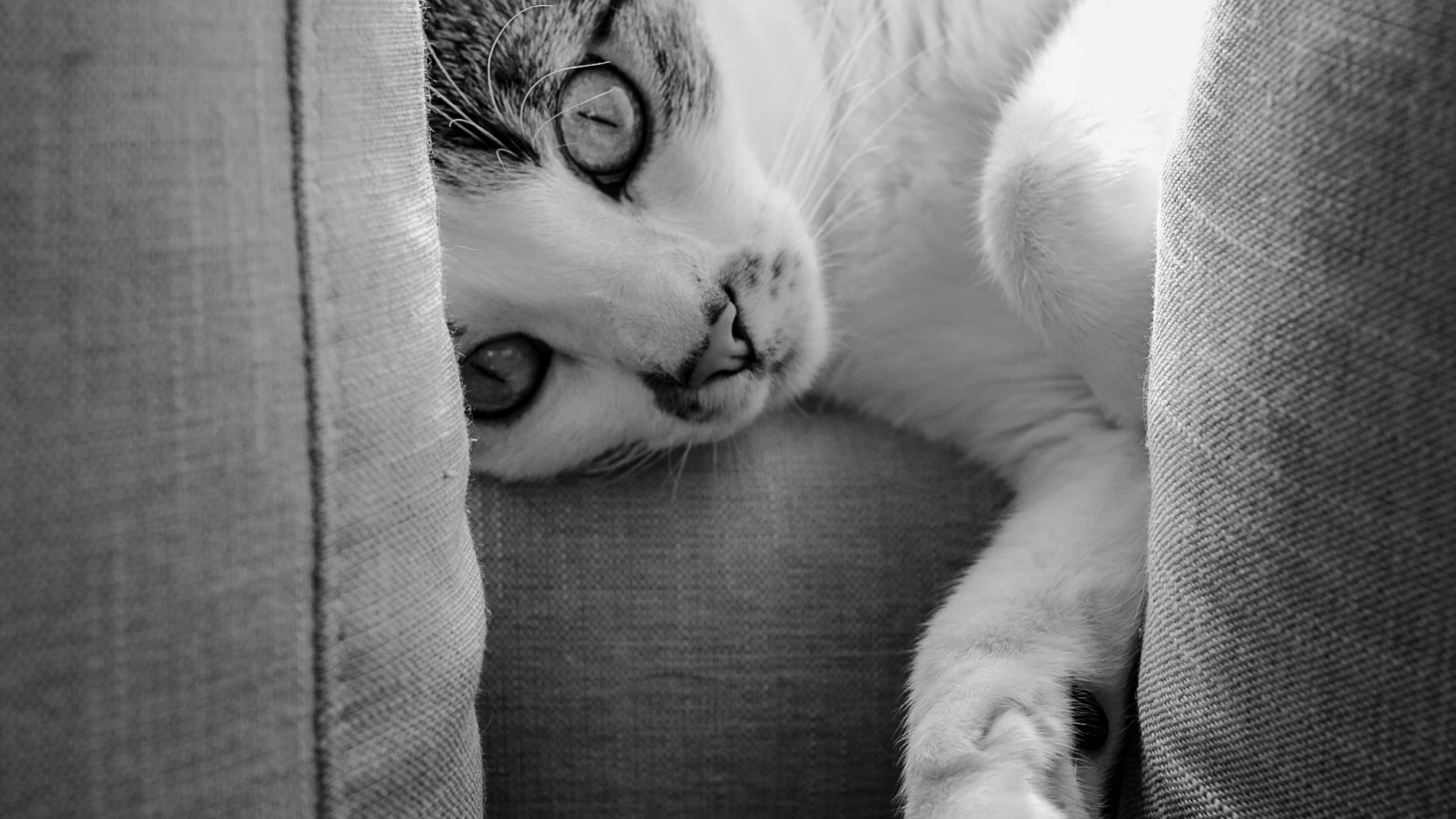 Esto es lo que tienes que hacer si quieres que tu gato deje de arañar los muebles