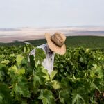 Concluye la Vendimia en el Marco de Jerez con mayor producción y alto nivel de calidad