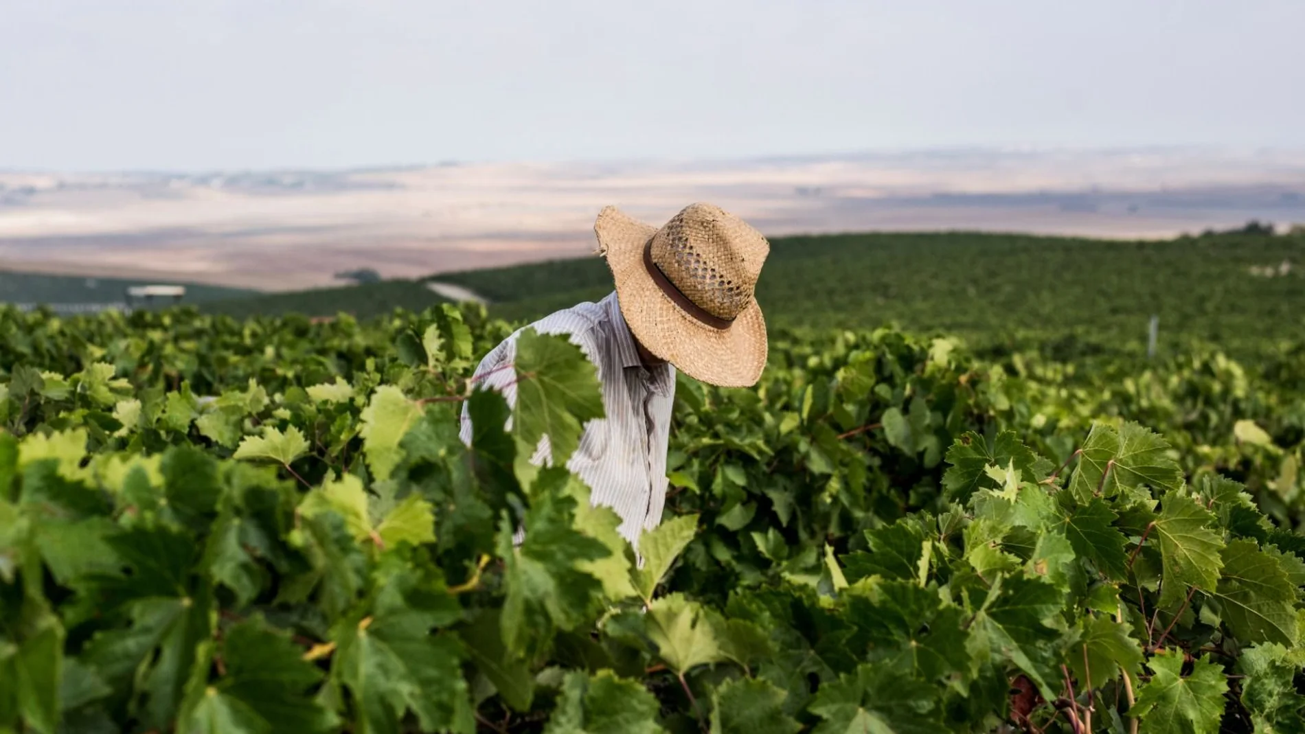 Concluye la Vendimia en el Marco de Jerez con mayor producción y alto nivel de calidad