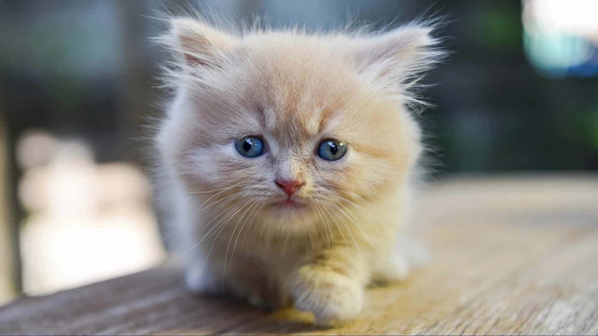Gatos Munchkin