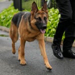 Biden Dog