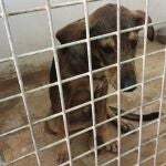 Melilla decreta el "nivel de alerta 1 de rabia" tras la aparición de cuatro casos y endurece los viajes con animales