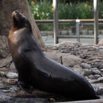 EEUU.- Un león marino escapa de un zoo de Nueva York durante las inundaciones