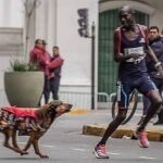 Robert Kimutai atacado por un perro