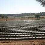 Finca de arándanos en un municipio del Condado de Huelva