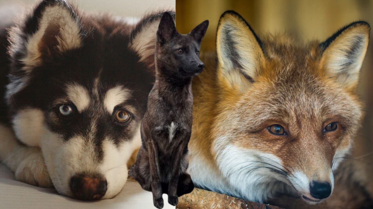 El intrigante híbrido de zorro y perro descubierto en Brasil