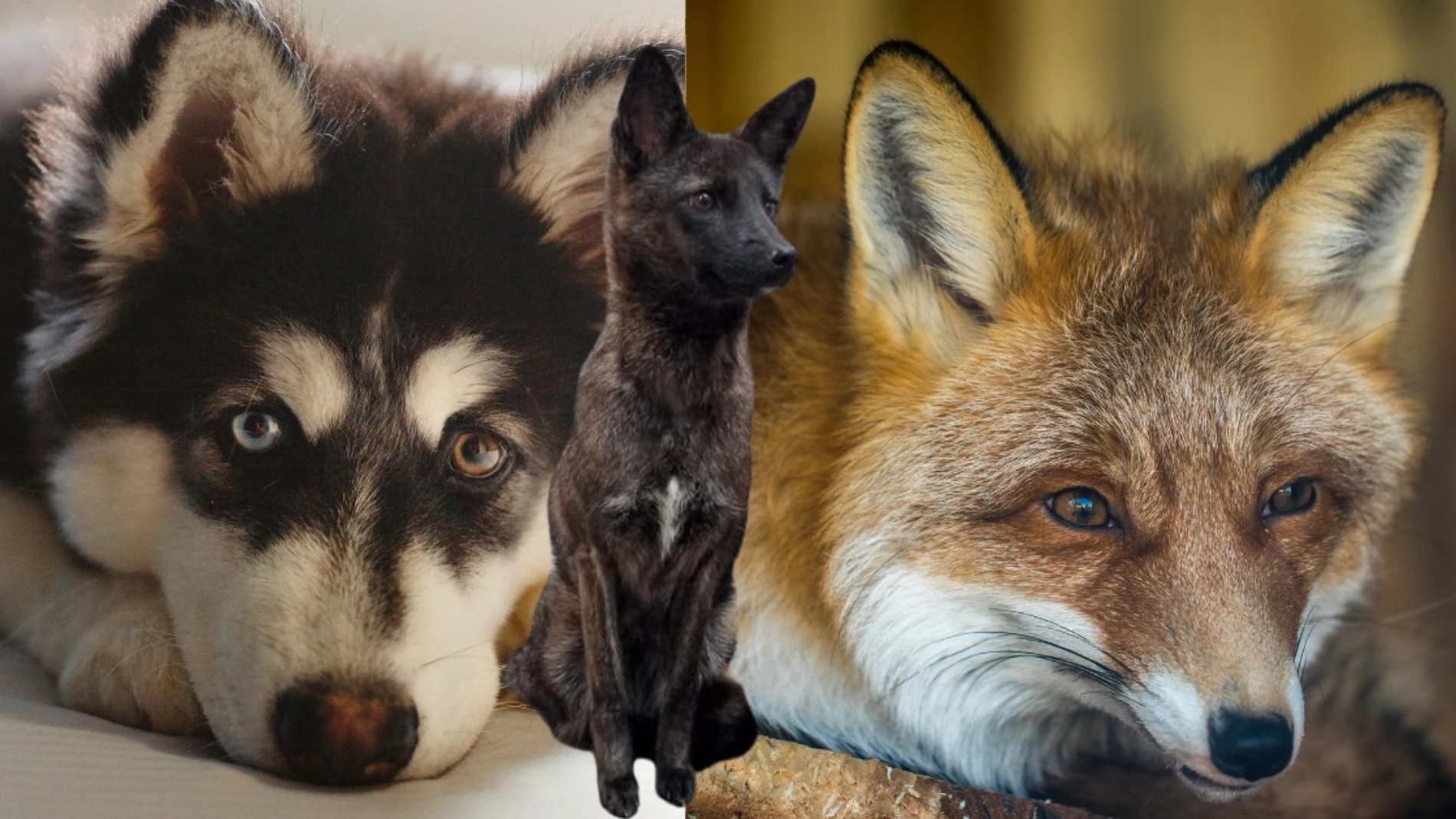 El intrigante híbrido de zorro y perro descubierto en Brasil