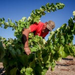 Economía.- Agricultores y ganaderos percibirán a partir del lunes cerca de 2.500 millones en pagos anticipados de la PAC