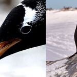 El romántico cortejo de los pingüinos