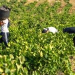Recogida de uva en la DO Cigales