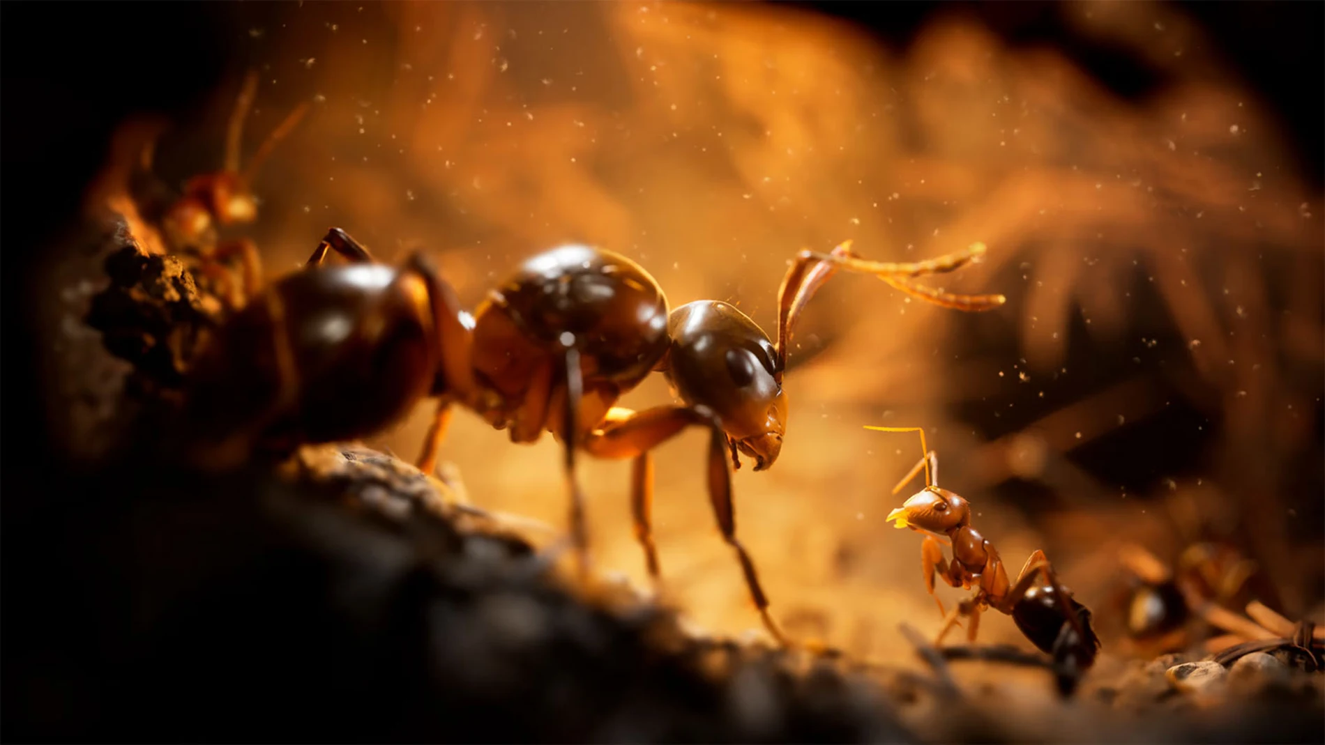 Empire of the Ants: el llamativo videojuego sobre colonias de hormigas roza el fotorrealismo.