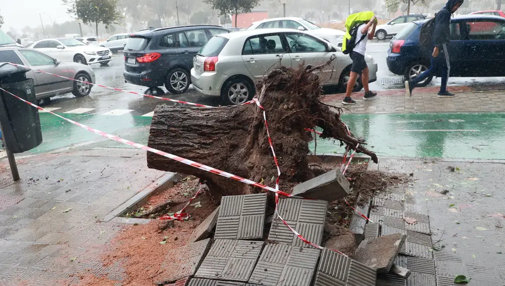 Así luce el tronco del árbol desplomado en Los Remedios