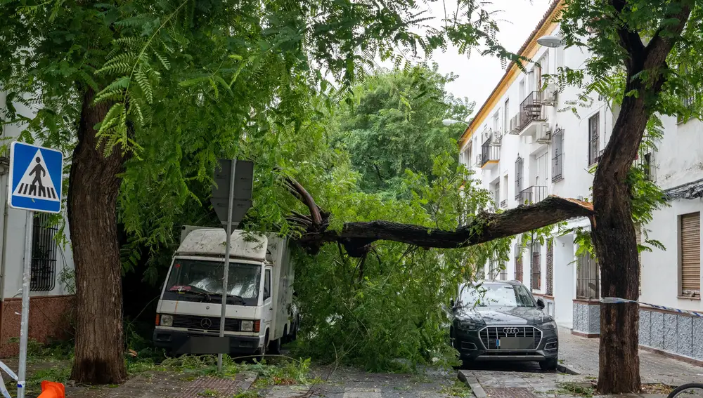 La borrasca Aline se ceba con la arboleda de Sevilla