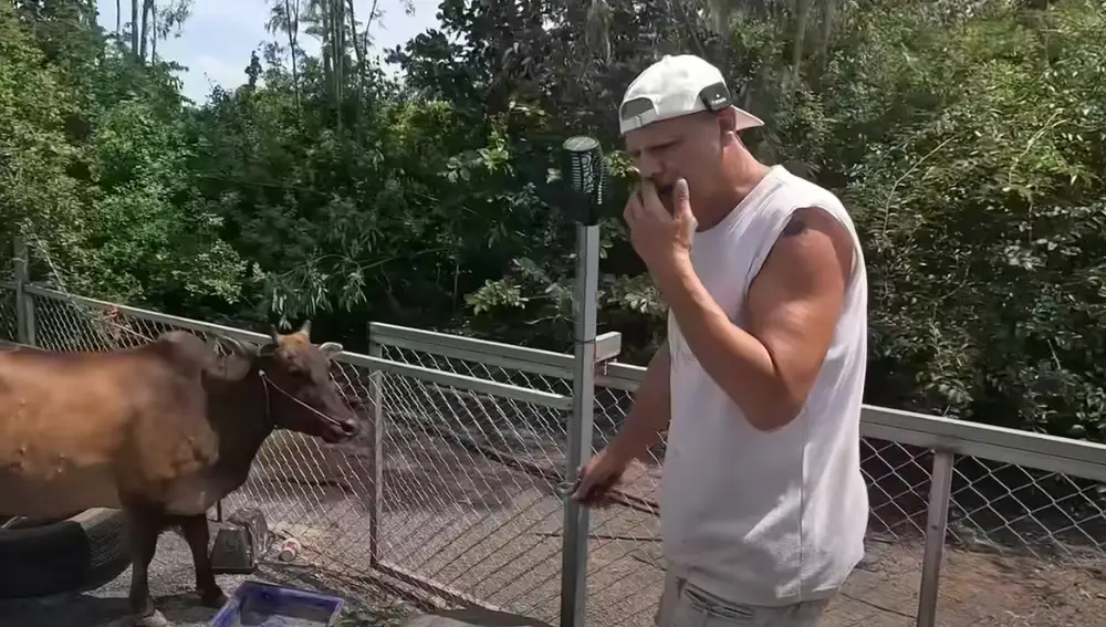 Frank Cuesta junto a una de sus vacas