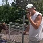 Frank Cuesta junto a una de sus vacas
