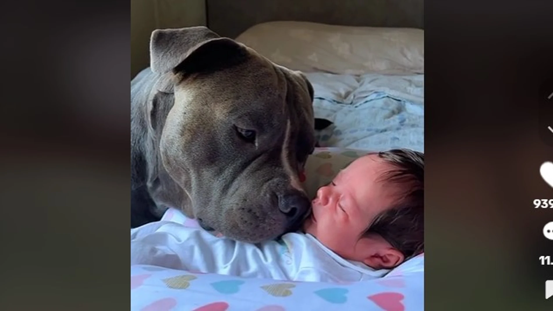 Un perro observando al bebé de sus dueños