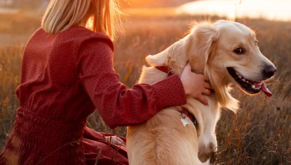 El estudio abre esperanzas para la longevidad de los golden retriever y para los humanos