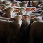Los corderitos han desaparecido en Córdoba