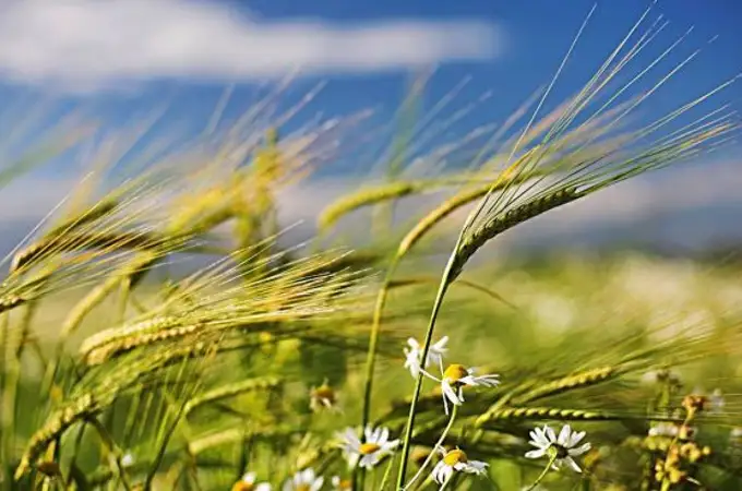 Vientos de arena, vientos de cambio Vientos de arena, vientos de cambio