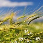 Campos de cereal