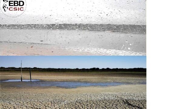 La laguna de Santa Olalla, seca desde agosto, empieza a remontar 