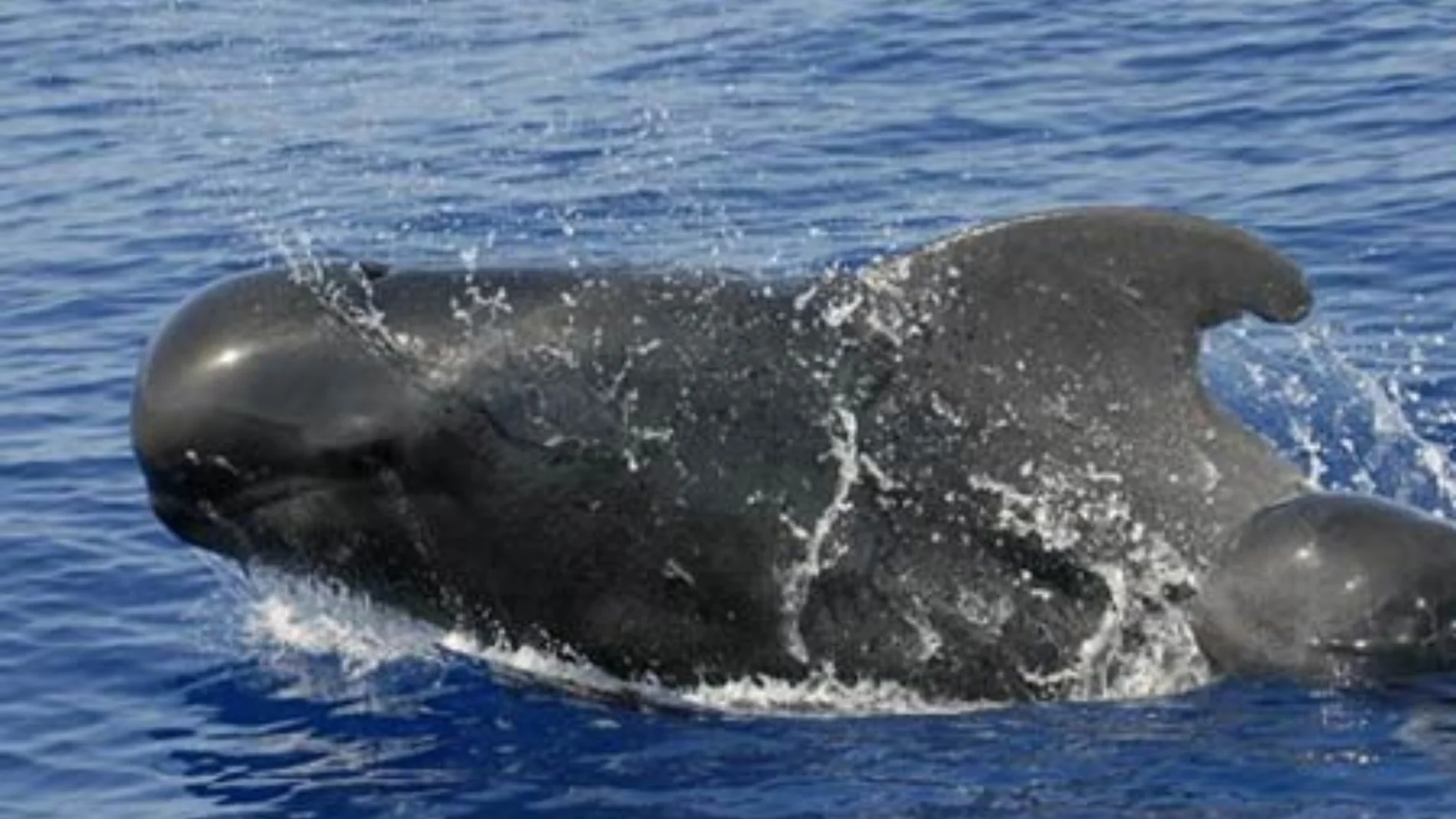 ¿Conoces el balfín? el cruce entre el delfín y la orca negra