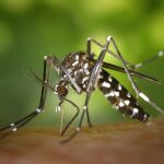 Mosquito obteniendo sangre de su víctima