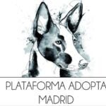 La Plataforma Adopta Madrid lucha por sobrevivir 