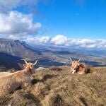 Vacas en Orduña (Bizkaia)