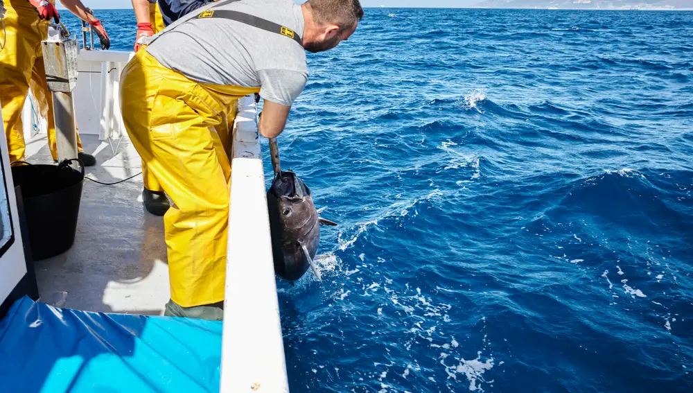 JC Mackintosh salió adelante apostando por el cuidado del mar y del animal.