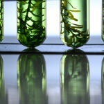 Alimentos a partir de formulados con algas