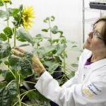 Stacey Harmer, de la Universidad Davis de California, analizando la "raíz molecular" de los girasoles. 