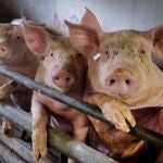 Pigs are seen in a shed of a pig farm with 800 pigs in Harheim near Frankfurt, Germany, Friday, June 19, 2020. The pigs are sold to local butchers and slaughtered there. (AP Photo/Michael Probst)