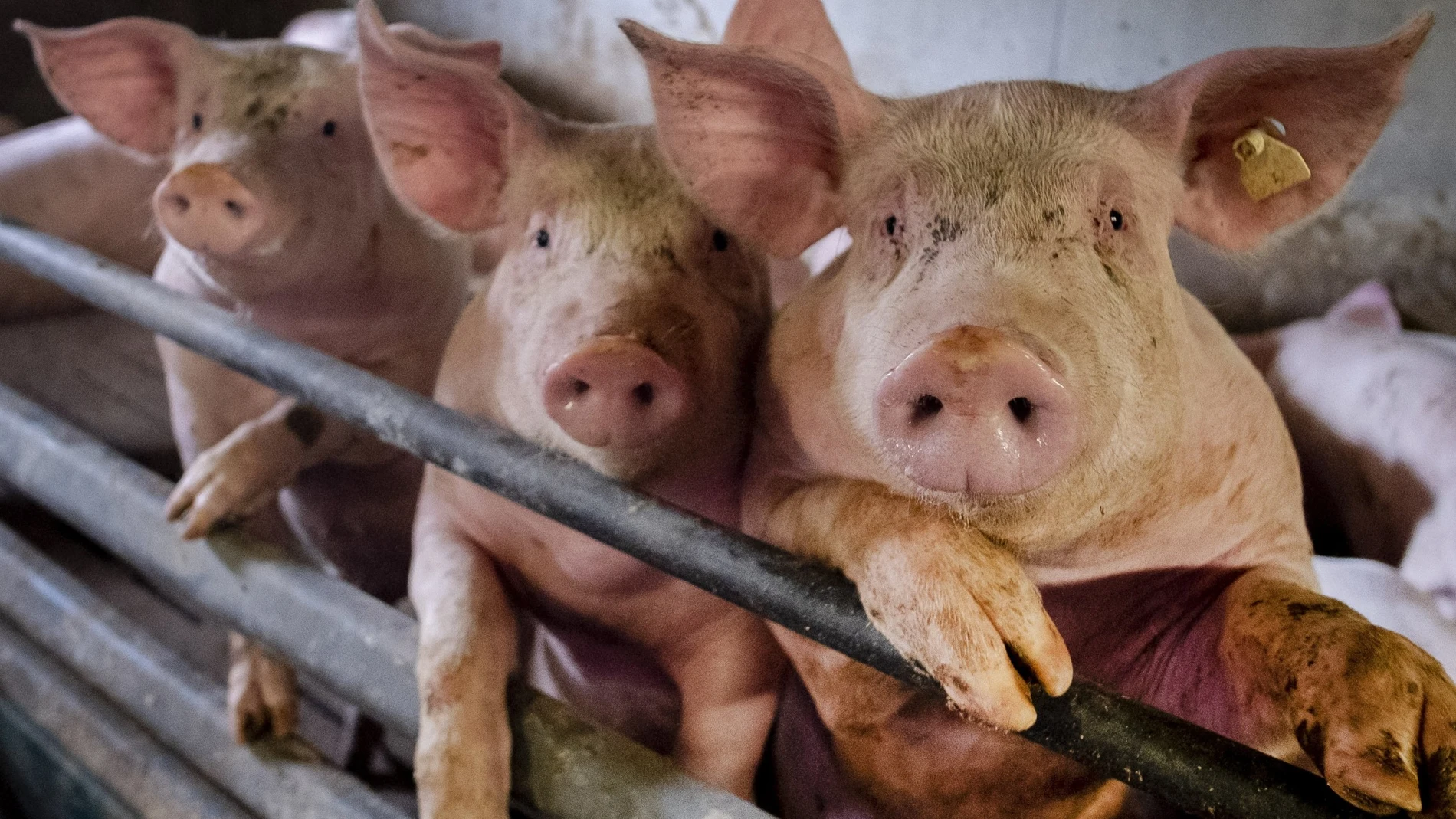 Pigs are seen in a shed of a pig farm with 800 pigs in Harheim near Frankfurt, Germany, Friday, June 19, 2020. The pigs are sold to local butchers and slaughtered there. (AP Photo/Michael Probst)