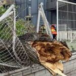 El árbol caído partió la valla del patio