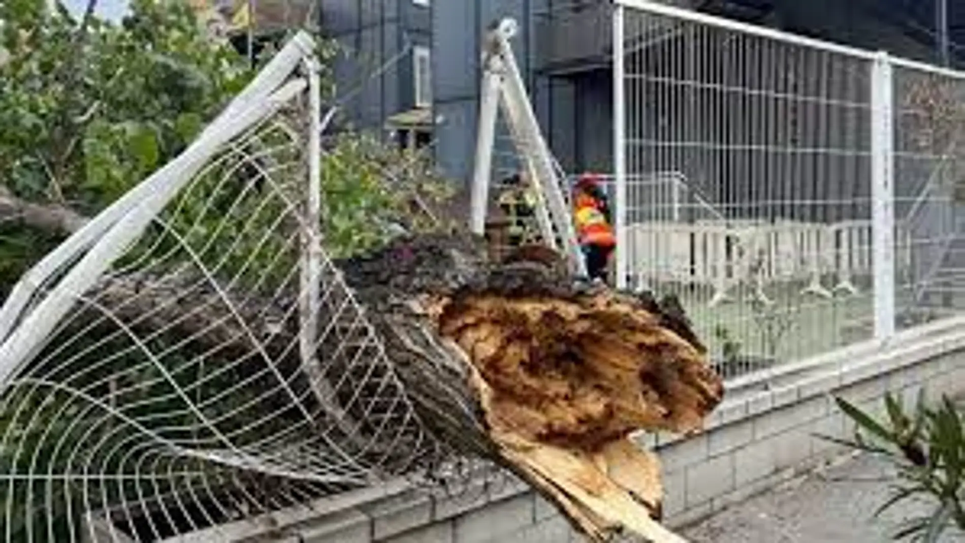 El árbol caído partió la valla del patio