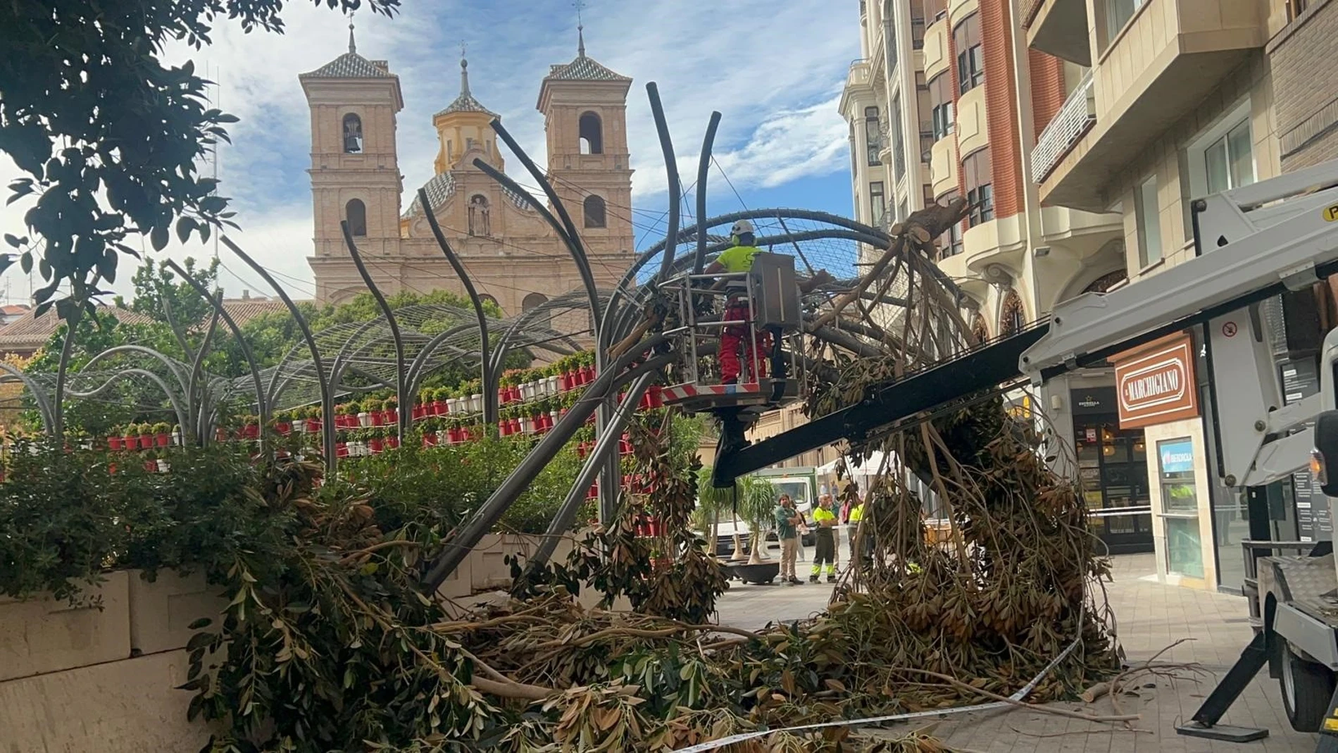 MURCIA.-VOX en Murcia pedirá en el Pleno que se rehabilite la valla del ficus de Santo Domingo y un estudio sobre su salud