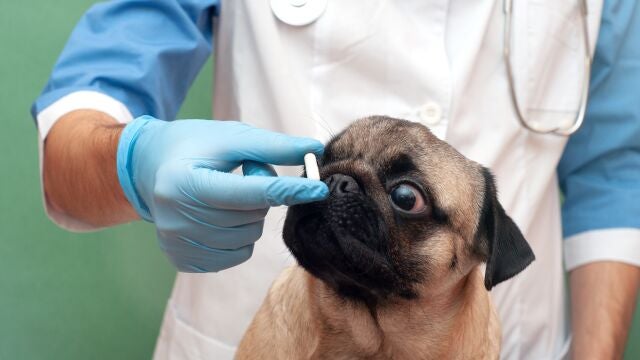 Veterinario dando medicamento a un perro.