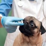 Veterinario dando medicamento a un perro.