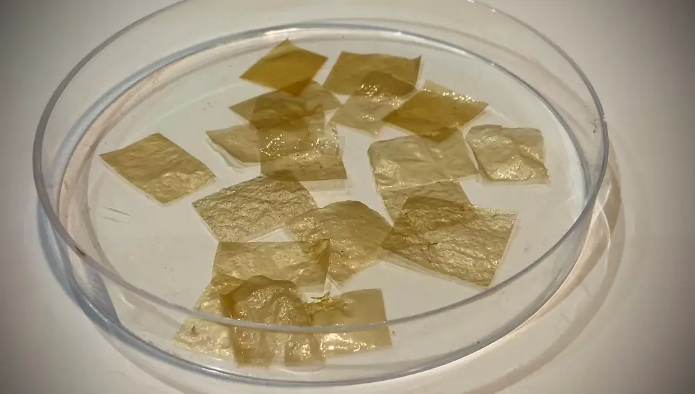 Bioplásticos