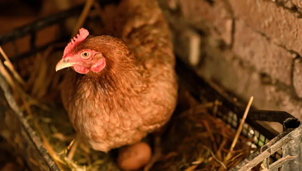 El pasado marzo, la muerte de la gallina Monique conmocionó al mundo. Imagen de archivo