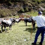 Cantabria detecta tres posibles casos de lengua azul, pendientes de confirmación analítica