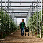 La agricultura bajo plásticos derriba prejuicios 