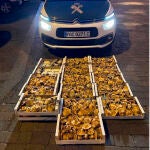 La Guardia Civil incauta 75 kilogramos de níscalos y 3 de boletus a nueve personas sin permisos de recolección, en la sierra de Ayllón